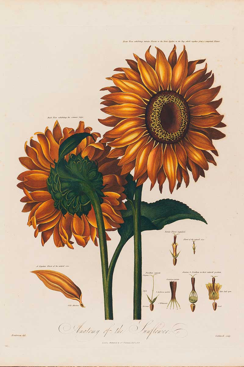 Antonmy of sunflower by Robert John Thornton, 1799.