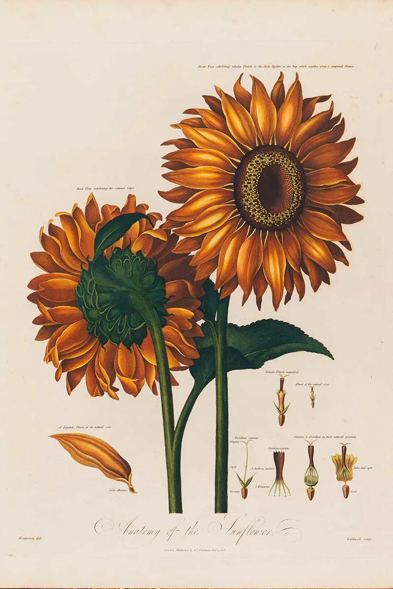 Antonmy of sunflower by Robert John Thornton, 1799.