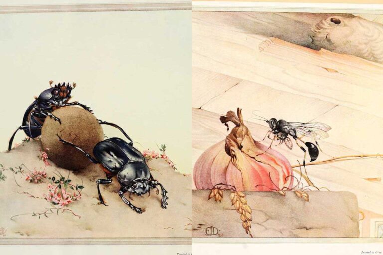 feature image featuring dung beetles and a fly by Jean-Henri Fabre
