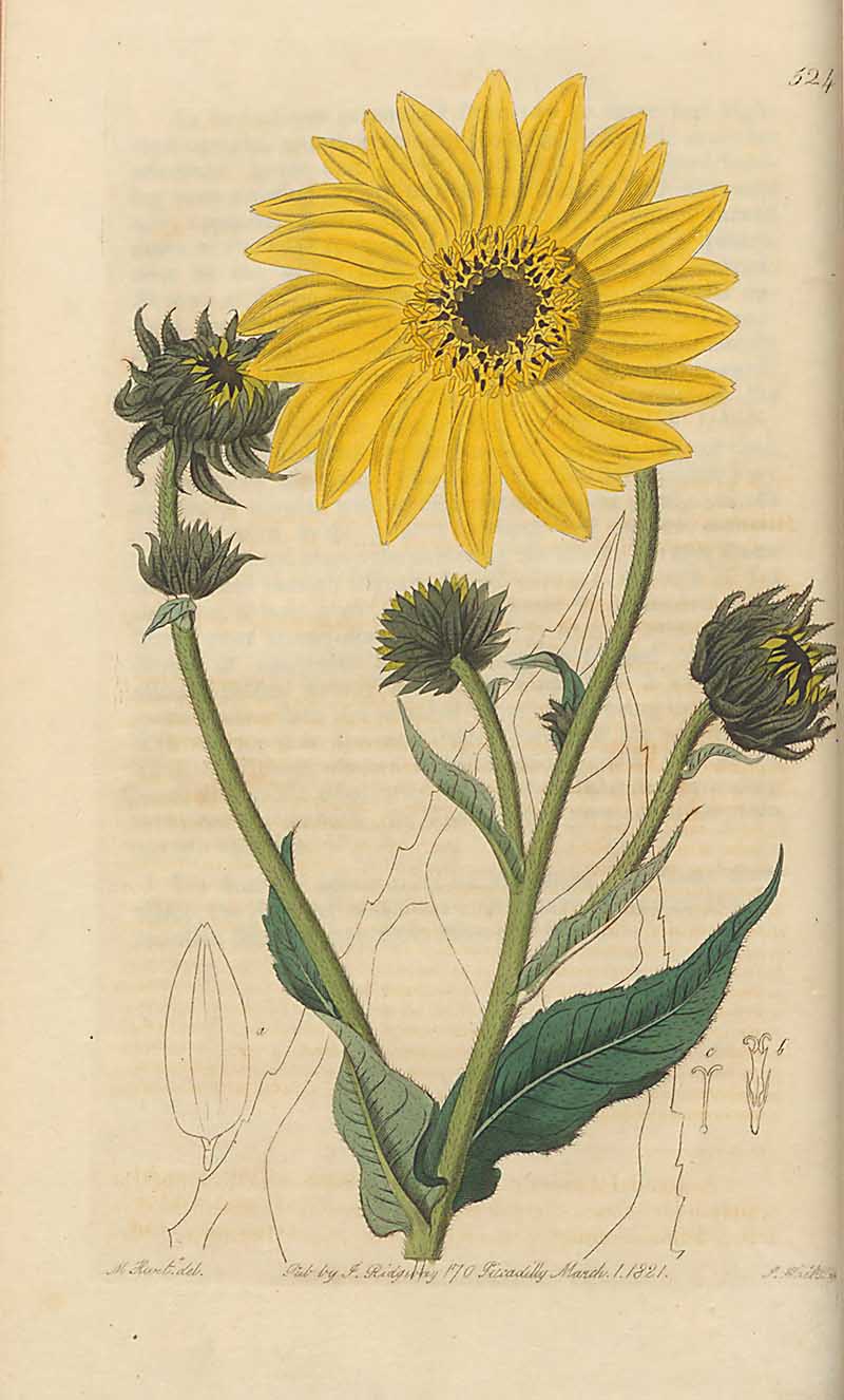 Illinois Sunflower from Edwards Botanical Registar