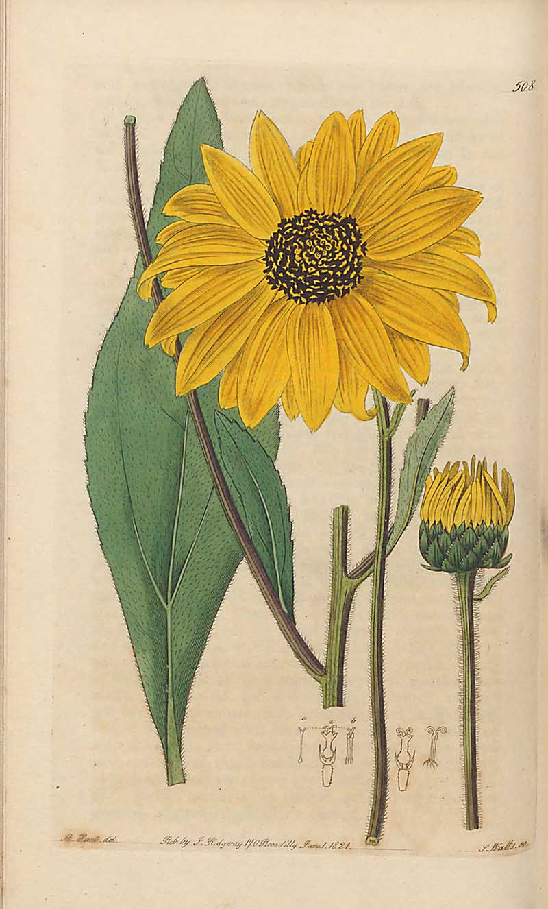 Shagreen Leaved Sunflower Edwards Botanical Registar