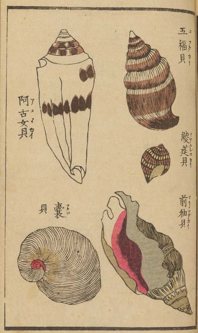 Japanese Shell Inlay Picture Japanese Seashell Prints: Dive into the Beauty of Marine Art - Picture ...