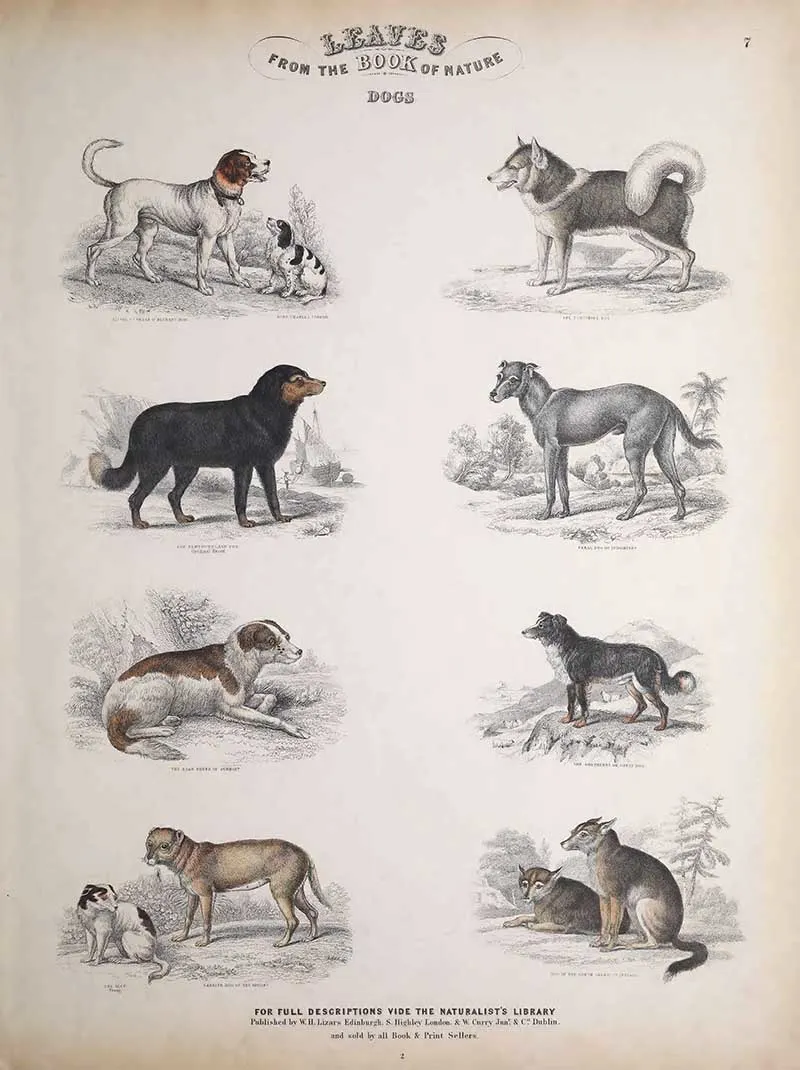 Dogs from Jardines Book of Nature