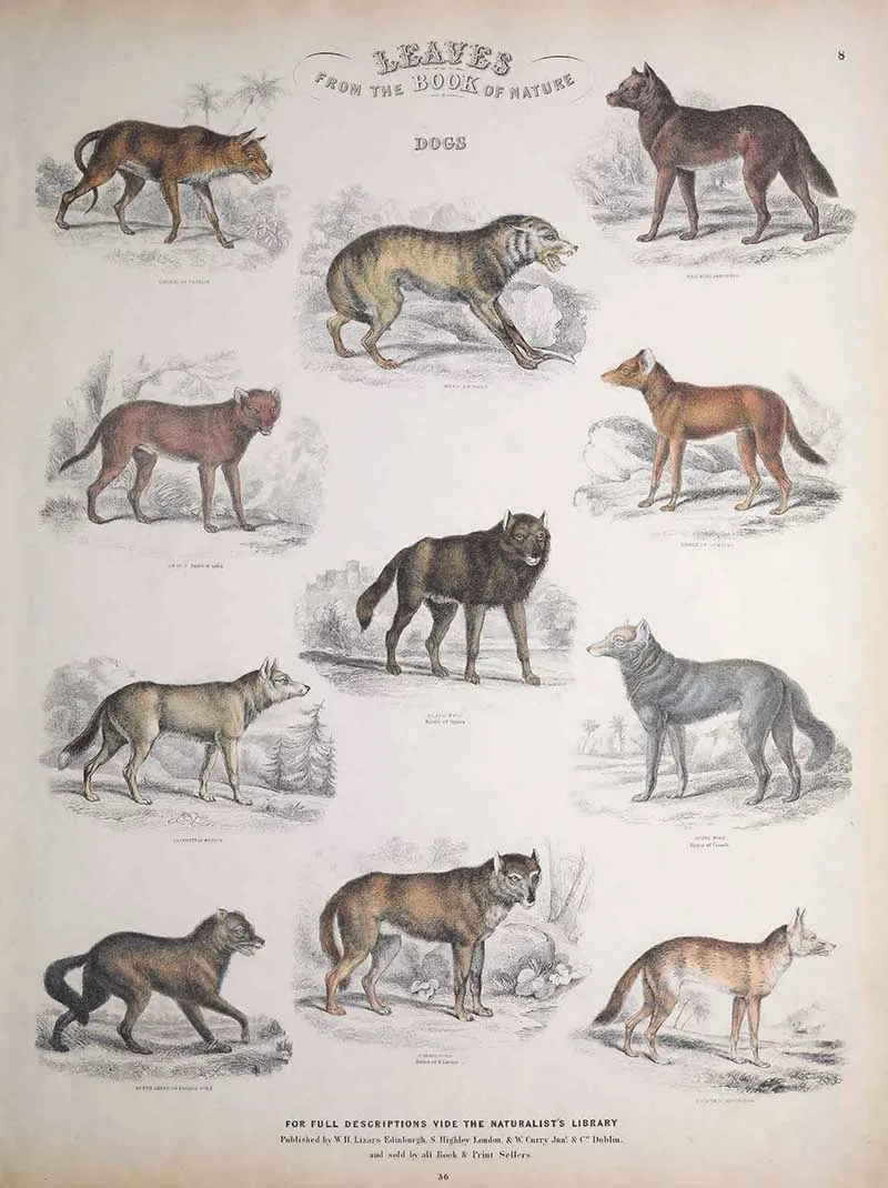 Chart of wolfs and wild dogs from Jardines Book of Nature