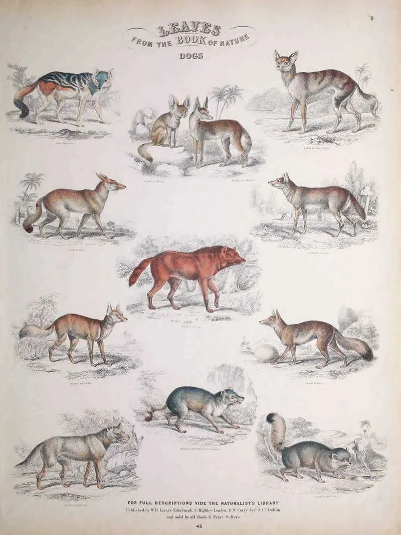 Foxes animal chart Jardines Book of Nature