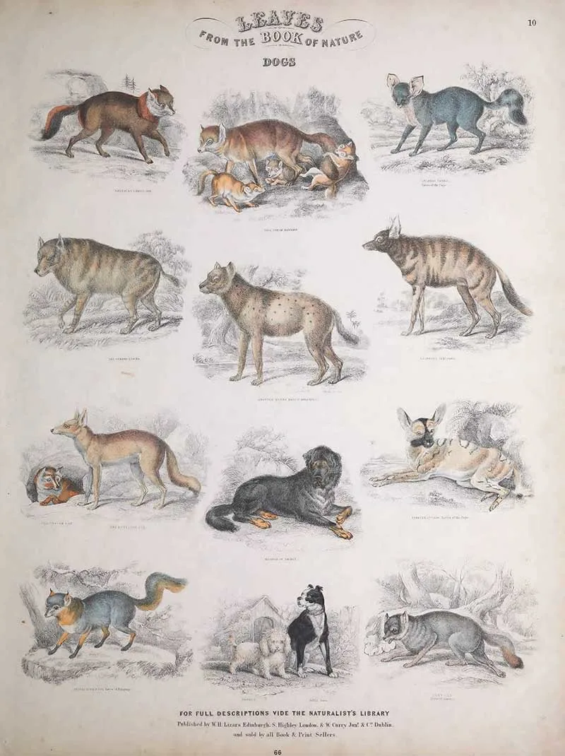 Vintage animal prints chard of foxes and Hyenas Jardines