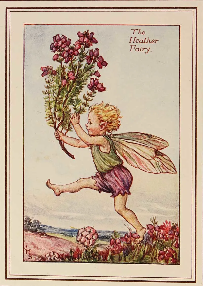 Heather Flower fairy illustration by Cicely Mary Barker