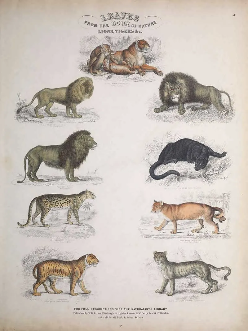 Lions tigers and felines mammal print Jardines Nature Library