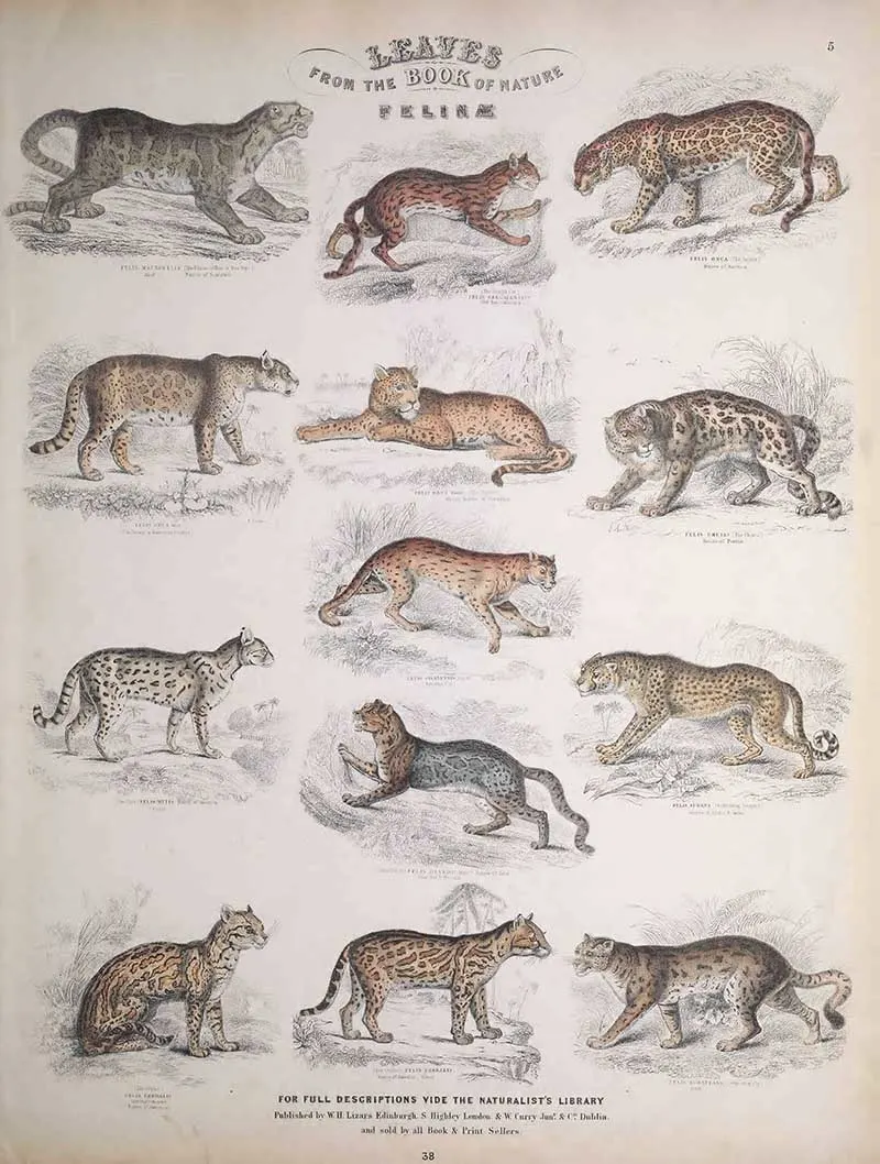 Felines from Jardins Book of Nature