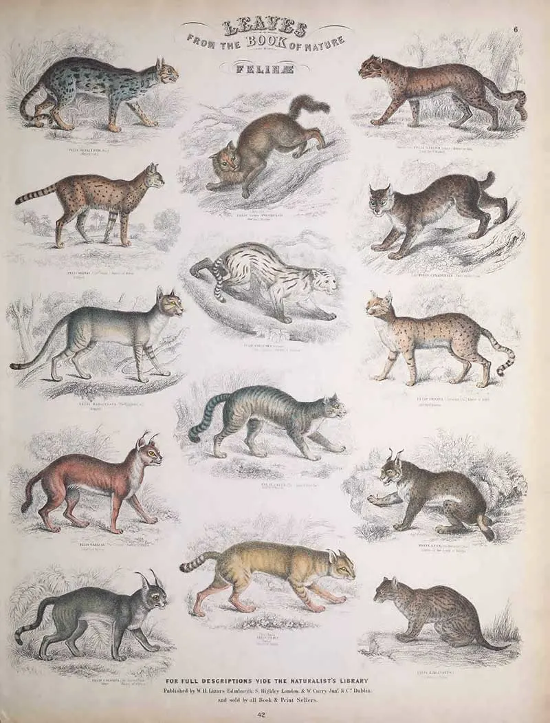 cats and Felines Jardines Book of Nature