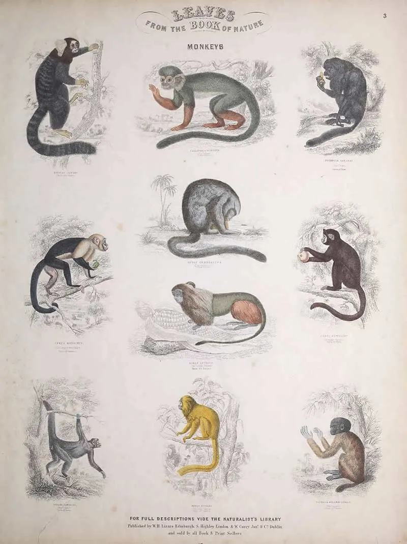 Monkeys Poster form Jardines Book of Nature