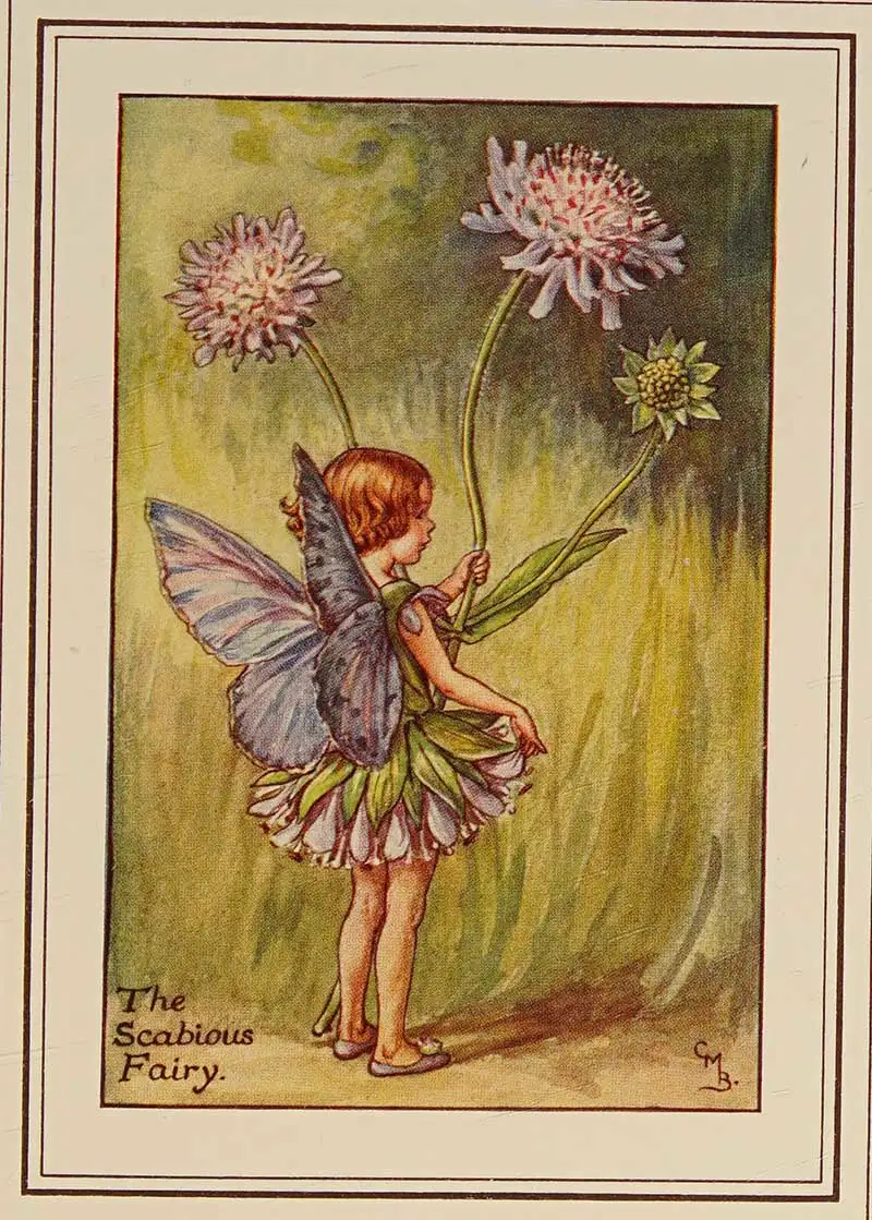 Scabious Flower fairy illustration by Cicely Mary Barker