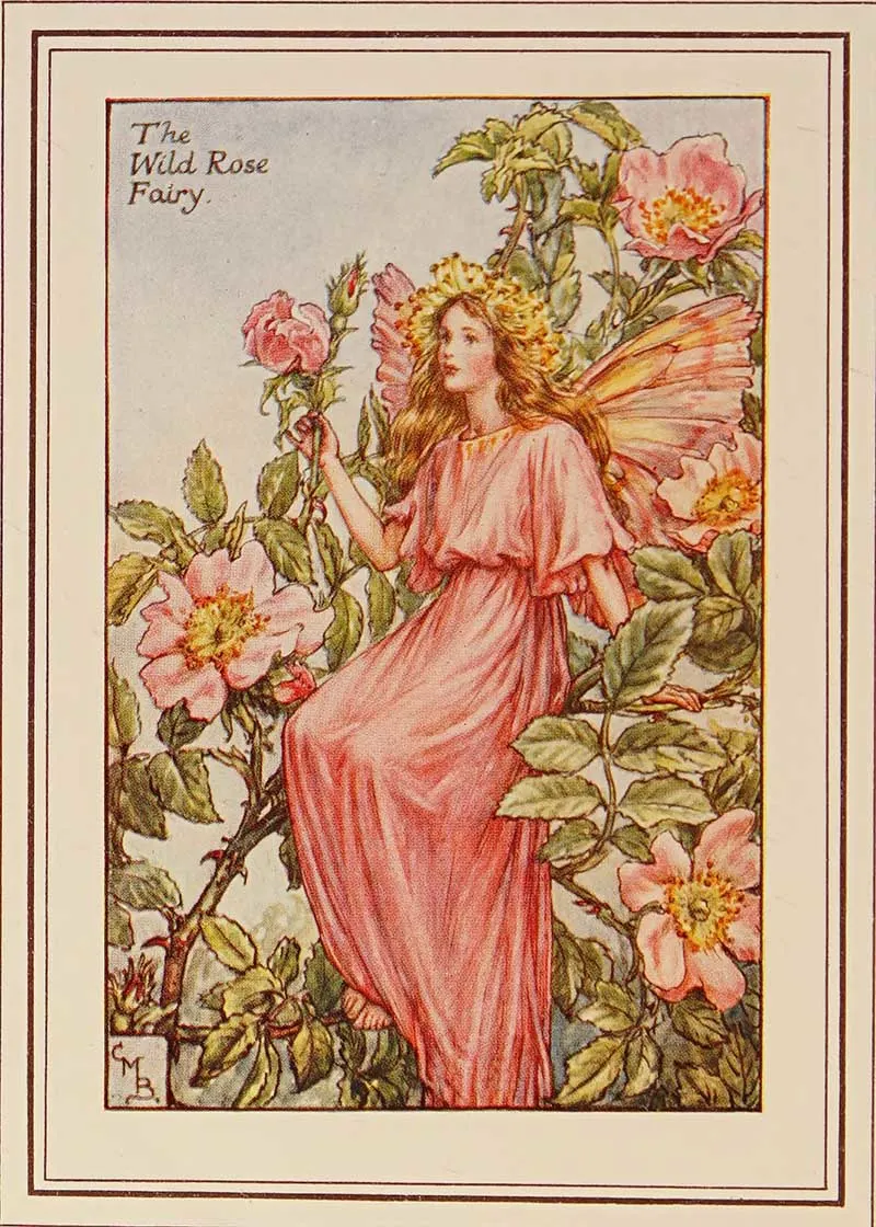 Wild Rose Flower fairy illustration by Cicely Mary Barker