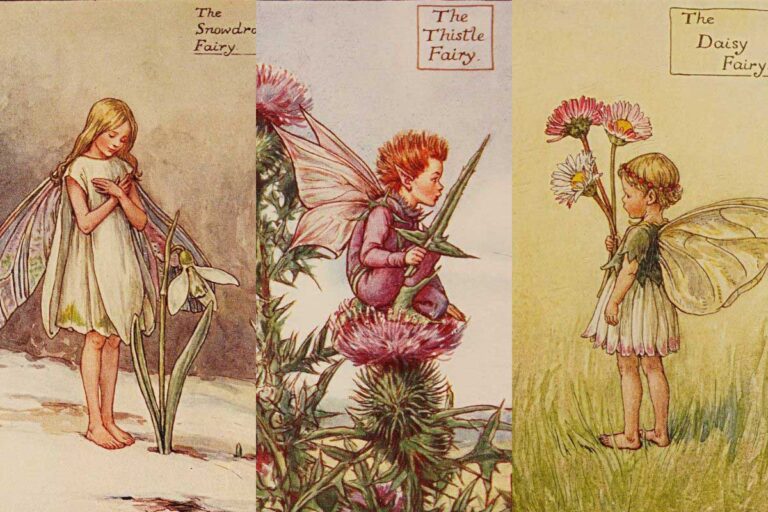 Three flower fairy illustrations snowdrop, thistle and daisy illustration by Cicely Mary Barker
