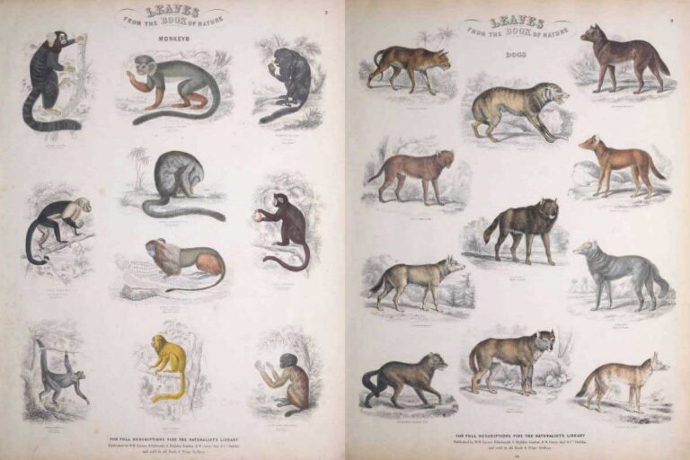 Leaves from the book of nature feature image