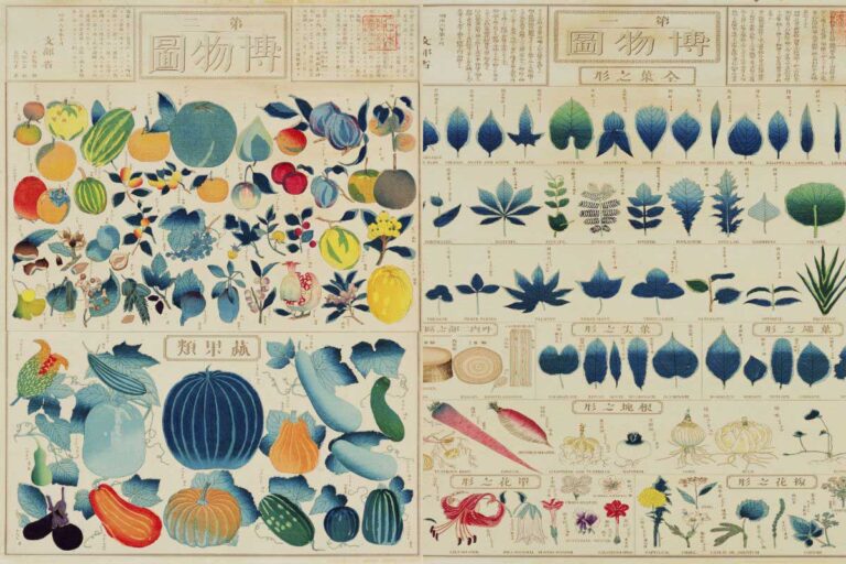 two vintage Japanese chart of plants prints