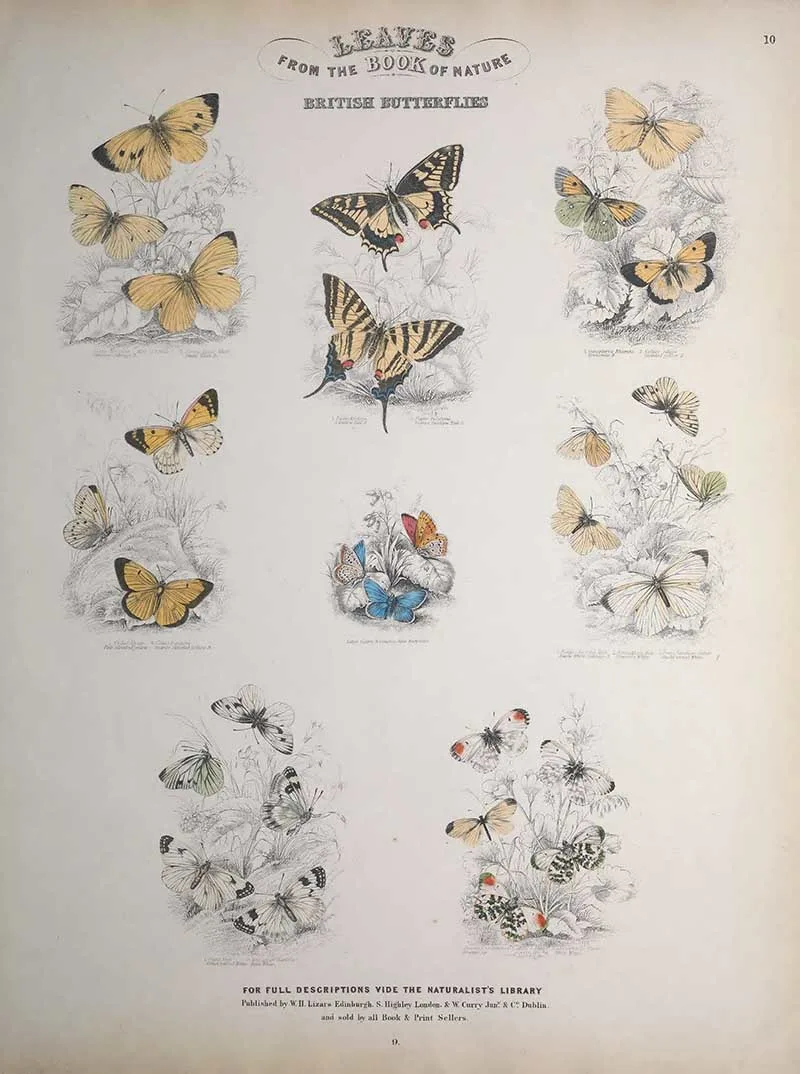 Jardines Naturist Library British Butterflies 