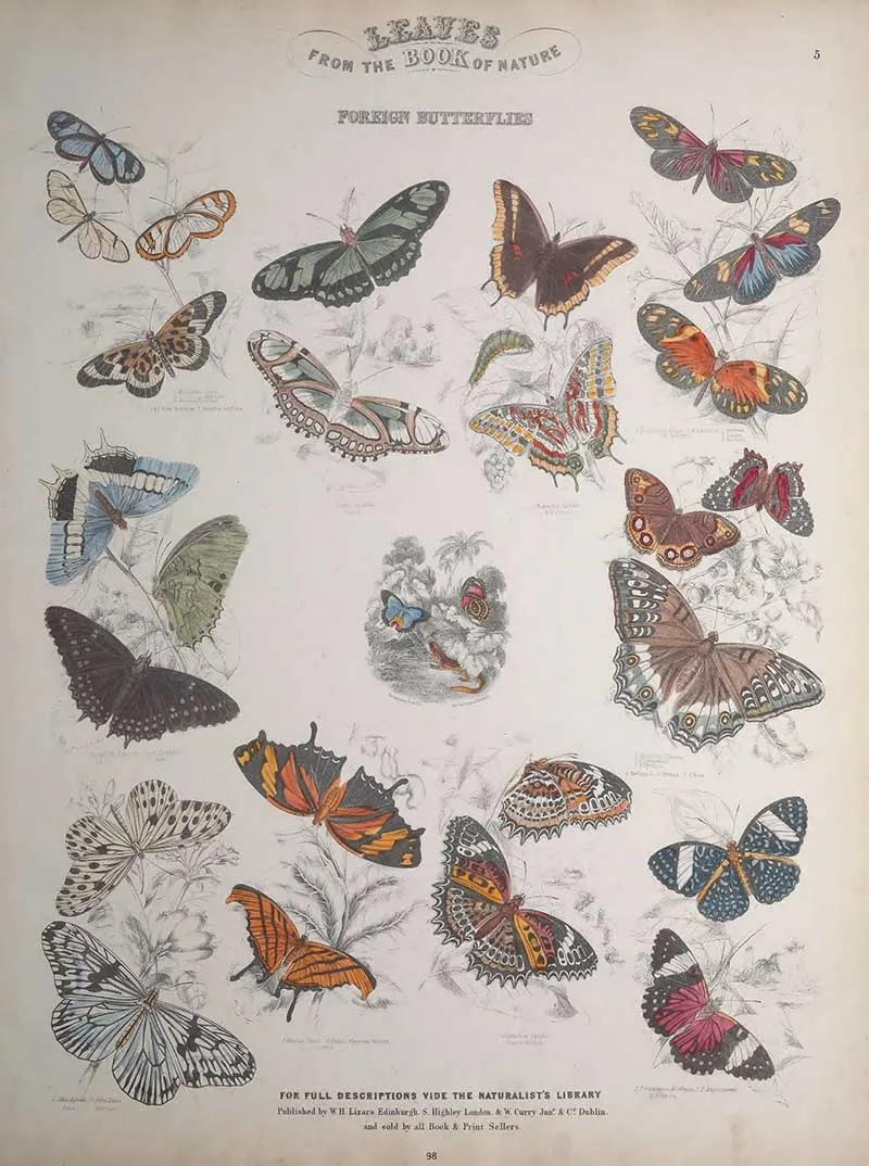 Foreign Butterflies 2 leaf Jardines Naturist Library