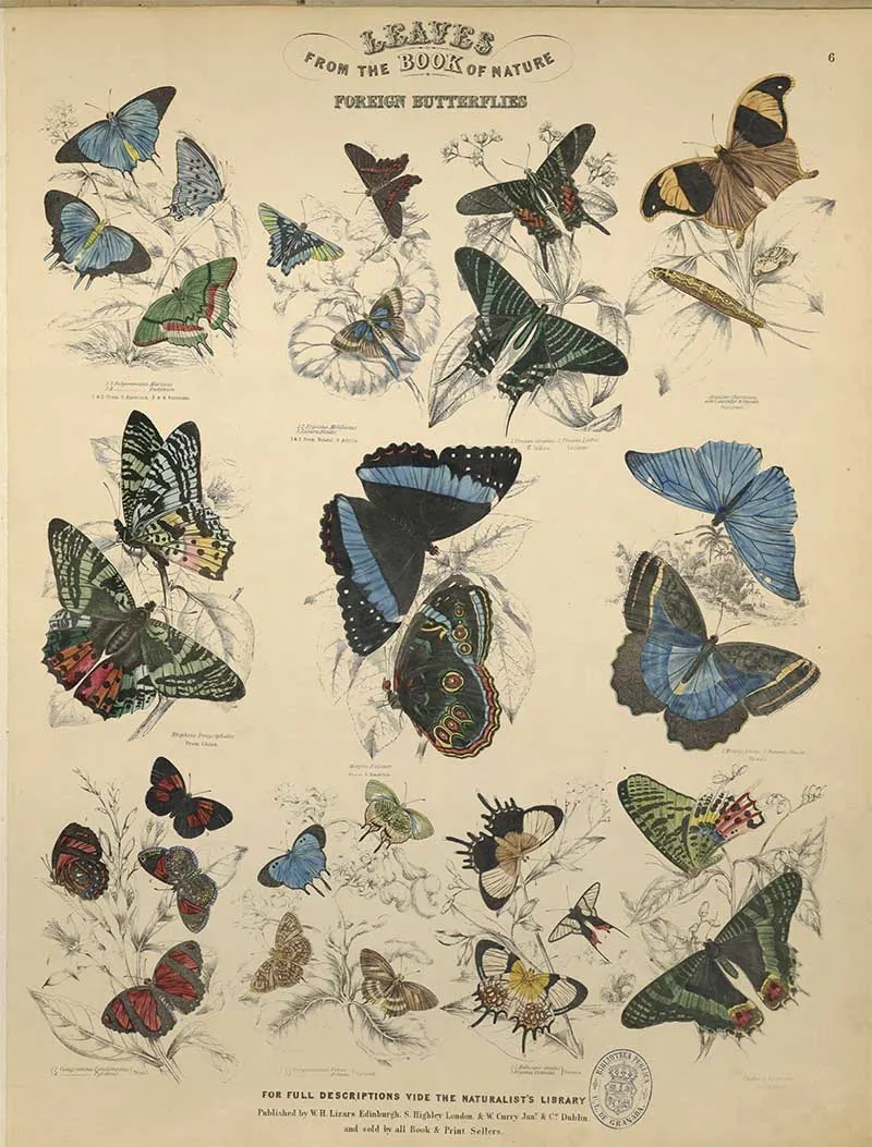 Jardines Naturist Library Foreign Butterflies 3