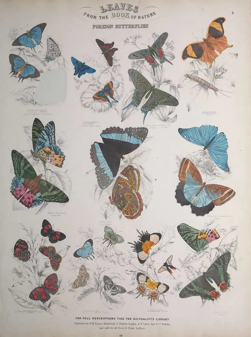 Jardines Naturist Library Foreign Butterflies 3