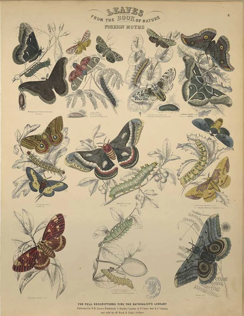 Foreign moths 2 Jardines Naturist Library Leaf