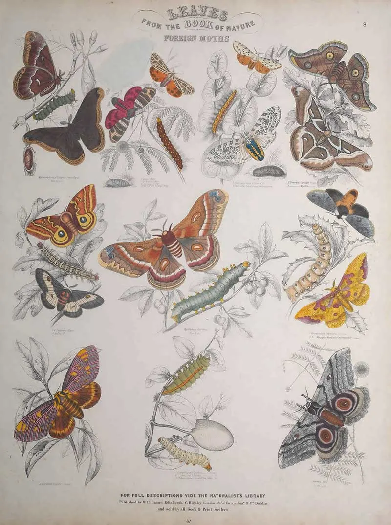 Foreign moths 2 Jardines Naturist Library Leaf