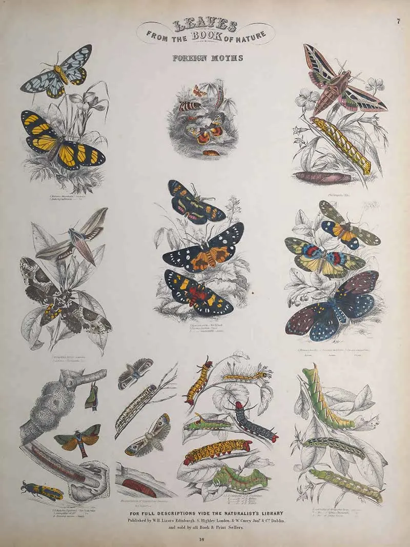 Foreign moths Jardines Naturist Library Leaf