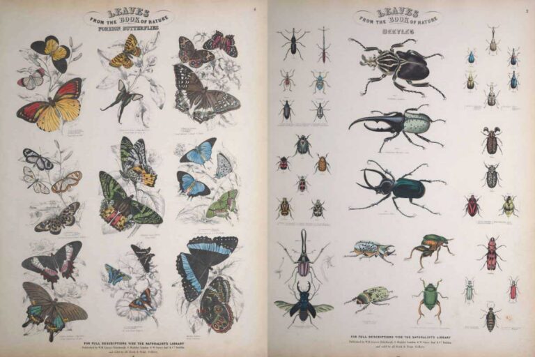 butterfly and beetle plate from Jardines Entomology prints.