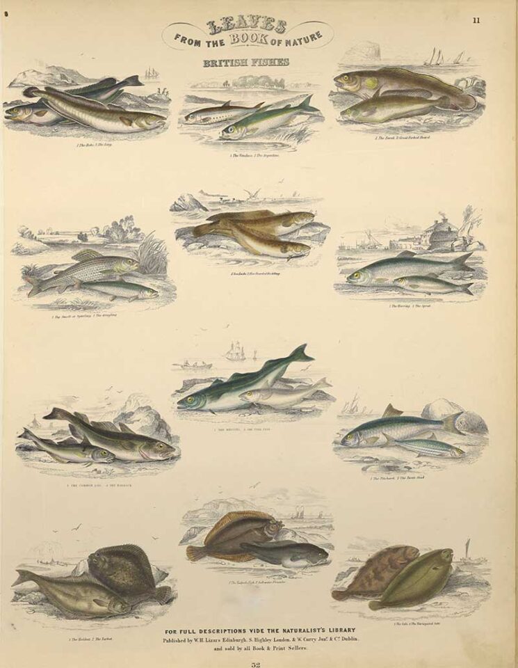 Jardine’s Ichthyology: Gorgeous Antique Fish Prints to Download ...