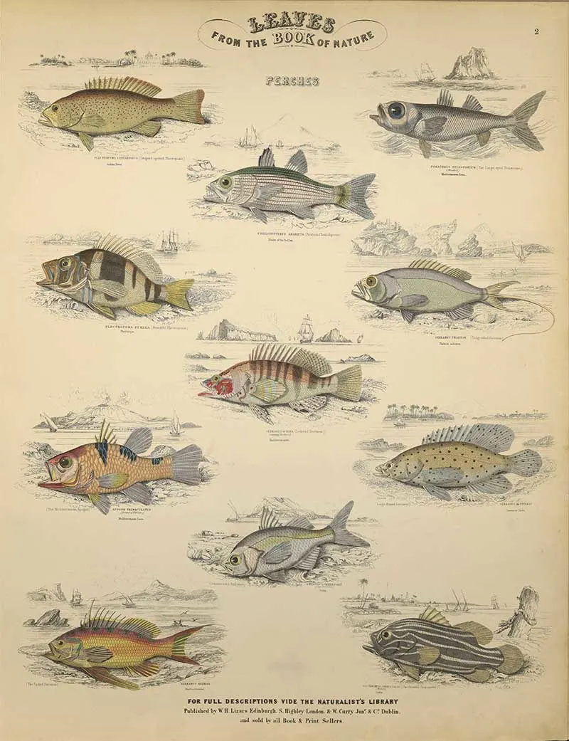 Perches Leaf 2 in Jardines Leaves of Nature IOHTHYOLOGY Prints