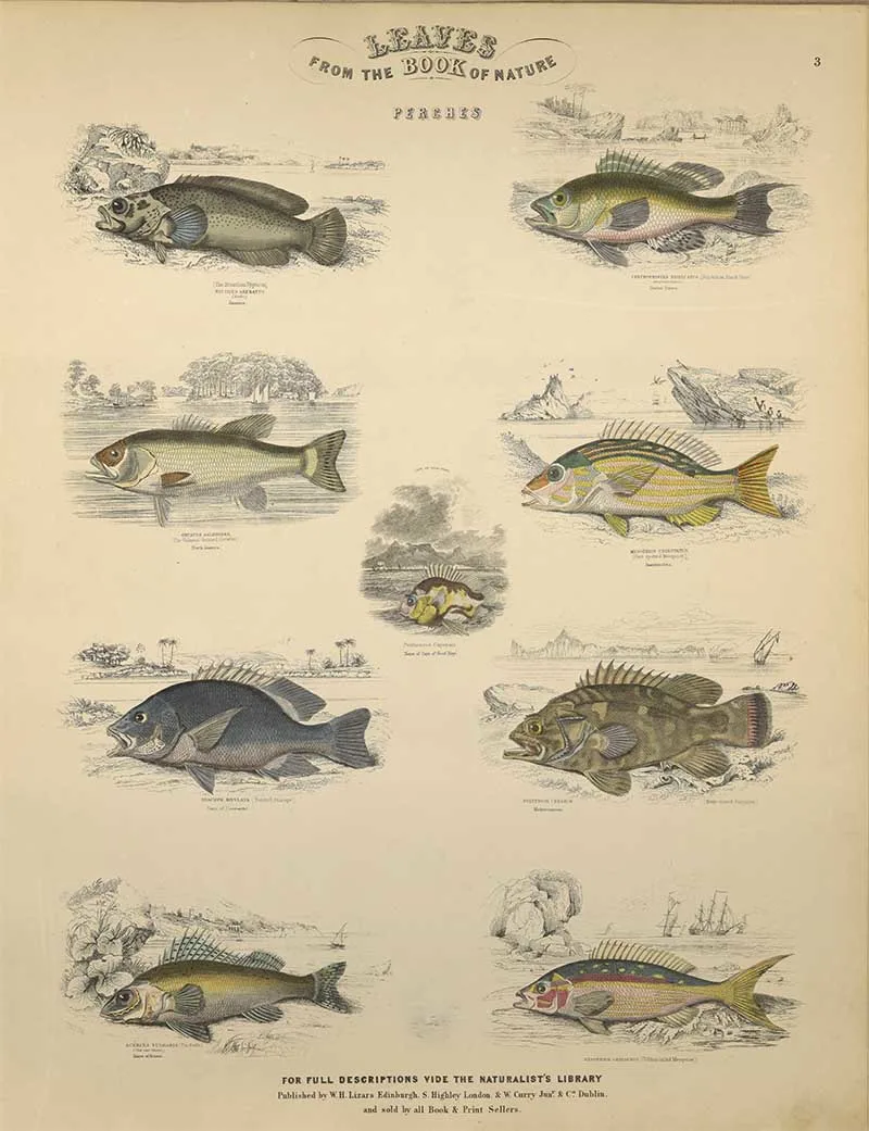 Perches Leaf 3 in Jardines Leaves of Nature IOHTHYOLOGY Prints