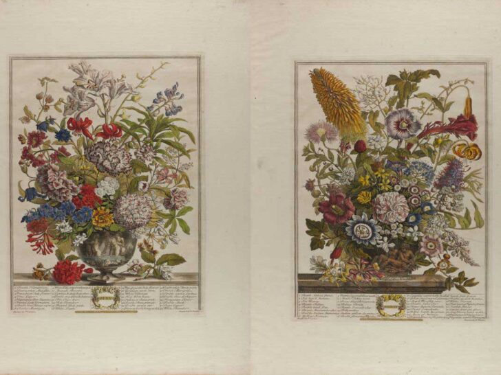 two bouquets July and August from Henry Fletcher's Twelve Months of Flowers