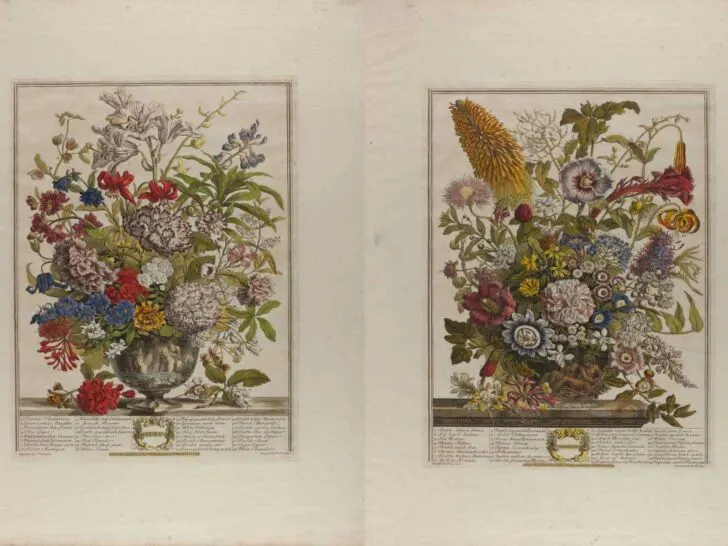 two bouquets July and August from Henry Fletcher's Twelve Months of Flowers