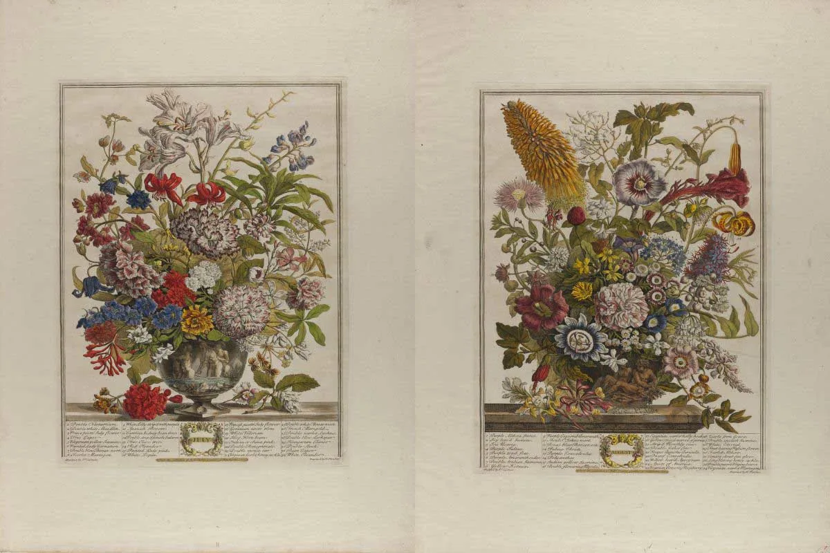two bouquets July and August from Henry Fletcher's Twelve Months of Flowers