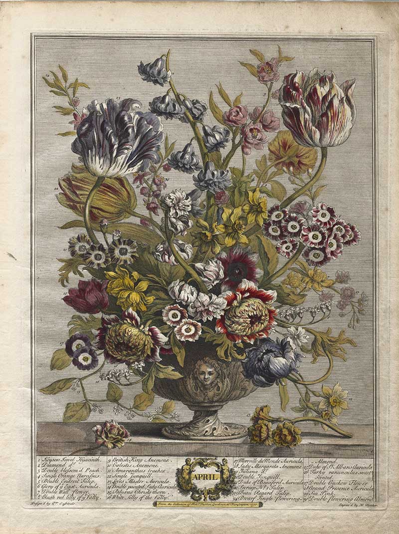 Henry Fletcher Apri flowers from the 12 Months of flowers Tulips, roses hyacinths, anemones, and ranunculus