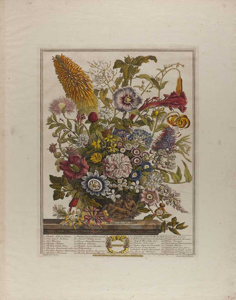 August from Henry Flether's 12 Months of flowers, dahlias, hollyhocks, marigolds, and lilies. Carnations and campanulas hold on, while nasturtiums spill out in cascades of orange and red.