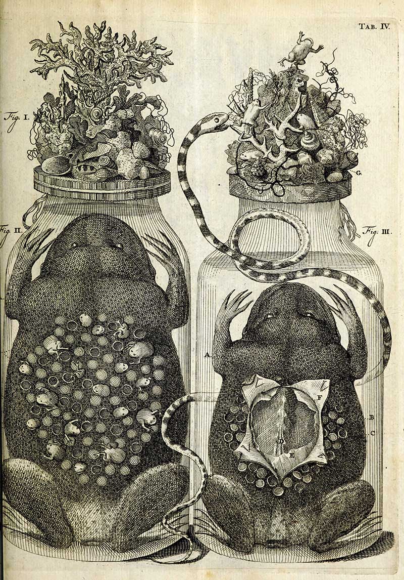 Dissected frogs in speciemen jars by Fredrick Ruysch
