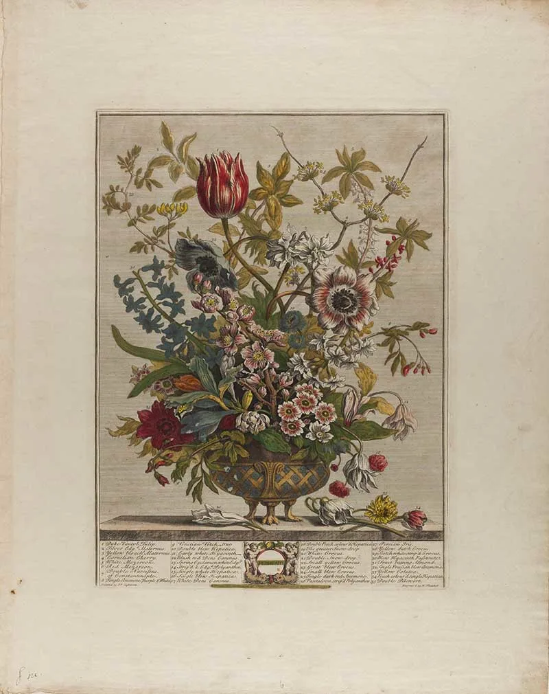 Henry Fletchers 12 Months of Flowers Febraury Including tulips, violets and crocuses and carnations