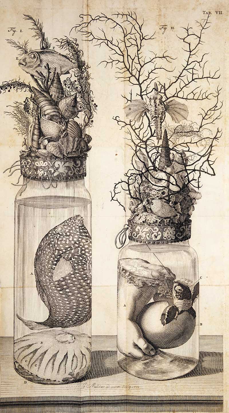 Creepy speciemen jars by Fredrick Ruysch one with a fish and another with a human hand clutching a hatching turtle egg