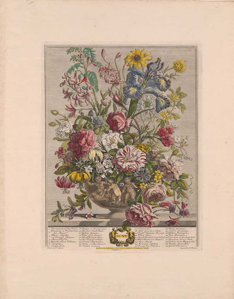 June 12 months of flowers bouques by Henry Fletcher. roses Paeonies, columbines, pinks, and campanulas mingle with them, while honeysuckle winds through for scent.