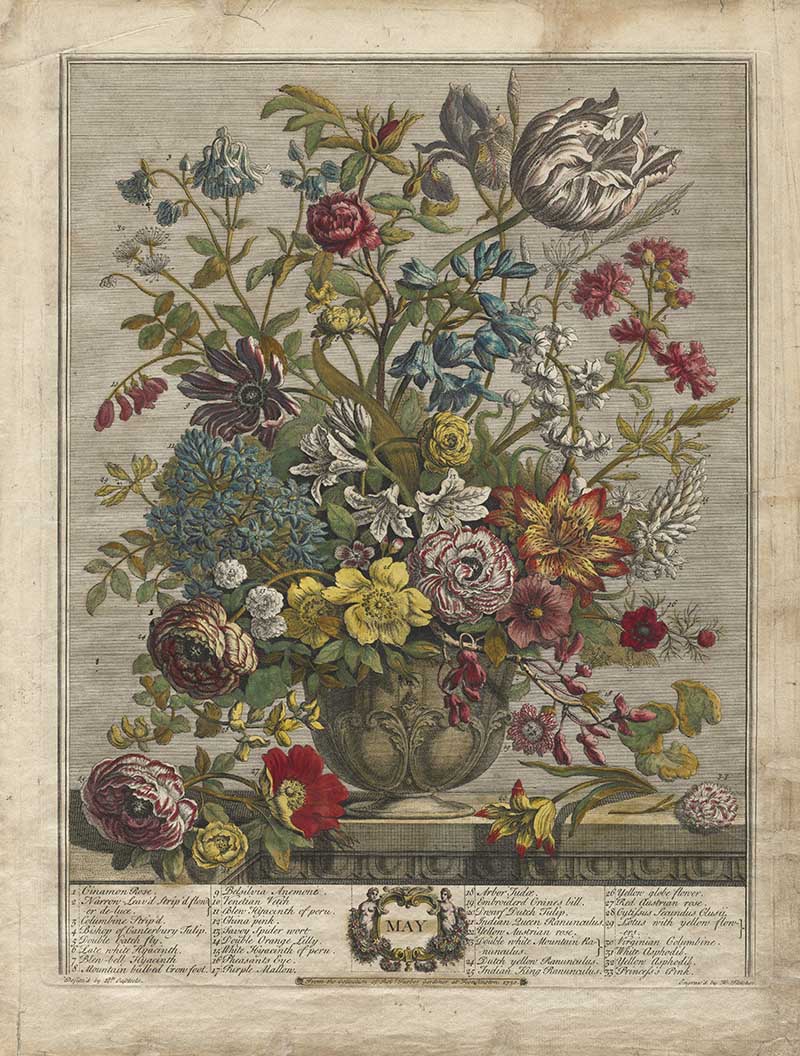 May flowers Henry Fletchers 12 months of flowers Lilac sprays fill the bouquet with fragrance, alongside peonies, irises, and roses. Auriculas still appear, as do carnations and lilies of the valley.