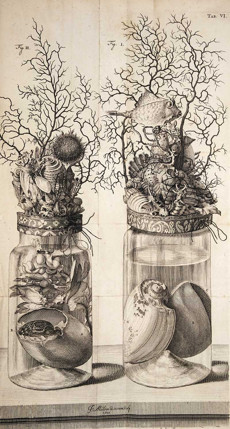 Molluscs specimen jars by Fredrick Ruysch