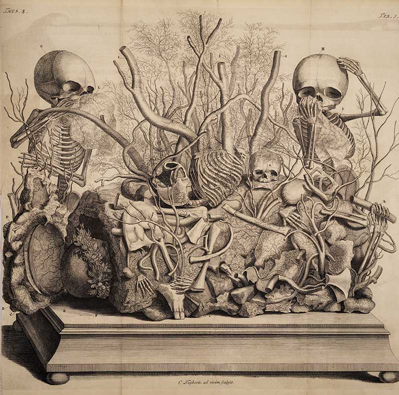 Skeletons and body parts by Fredrick Ruysch