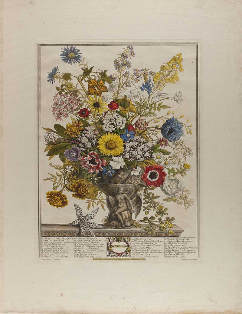 Henry Fletcher November from the twelve months of flowers. vergreens like bay, laurel, and holly play a bigger role, along with seed heads and berried sprigs. Late chrysanthemums, hellebores, and cyclamen