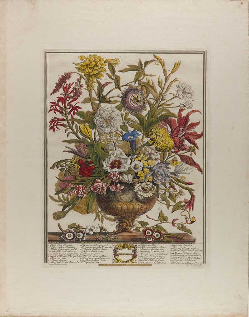 September from the twelve Months of flowers, Asters and chrysanthemums bring purple and gold tones, while Michaelmas daisies brighten the display. Marigolds, nasturtiums, and dahlias