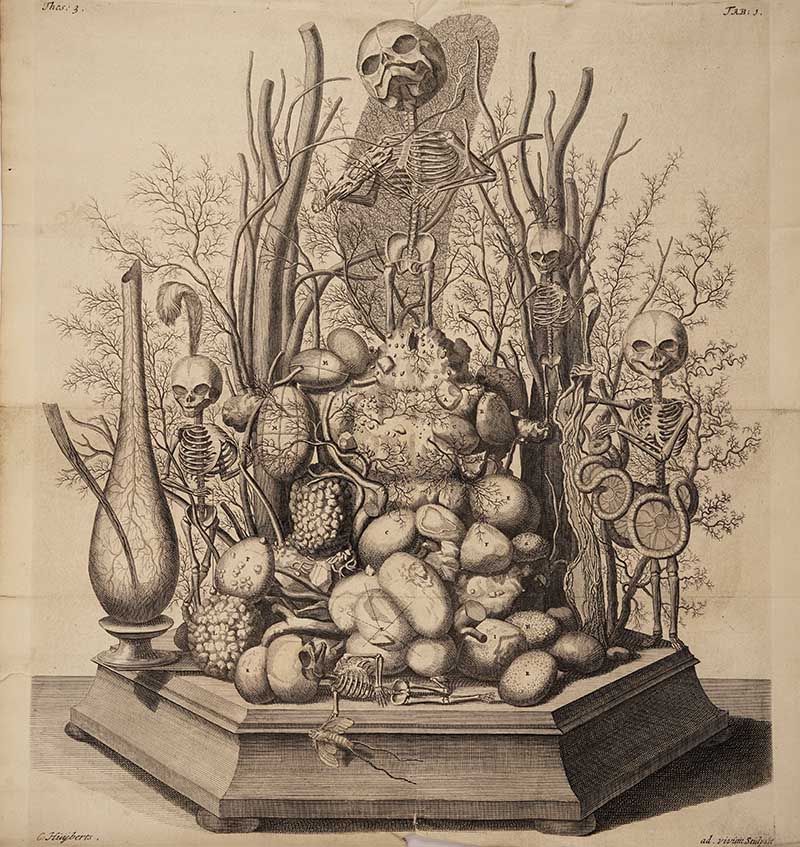 Skeletons and body parts by Fredrick Ruysch