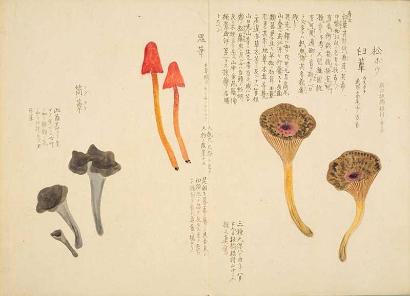 Vintage japanese painting of 3 long stem fungi from Baien Kinpu