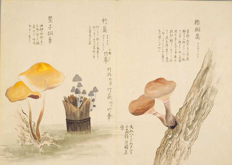 vintage japanese fungi painting of 3 varieties from Baien kinpu