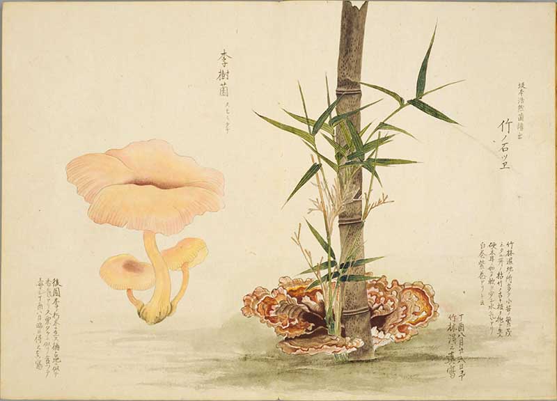 19th century Japanese Bamboo and fungi from Baien kinpu