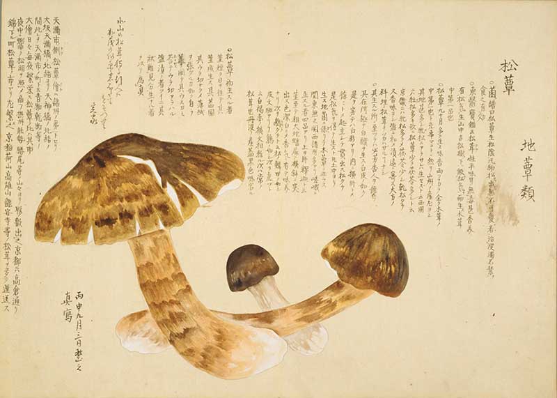 Vintage Japanese painting for Chestnut Mushrooms from the Baien Kinpu